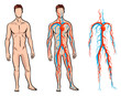 Male circulatory system. Vector illustration of blood circulation in human body. Human arterial and venous circulatory system