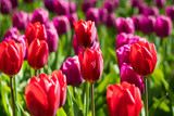 Fototapeta Tulipany - Beautiful fresh spring flowers tulips.