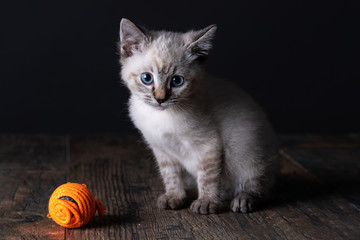 Wall Mural - Beautiful striped grey kitten with blue eyes on  black background playing with a ball of twine