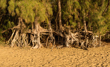 Panoramic View Of The Erosion To Ke'e Beach Caused By Sea Waves Under Trees And Root Structure In The Sand