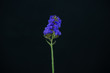 blue flower isolated on blackbackground