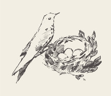Bird Is Sitting Nest With Eggs Drawn Vector Sketch