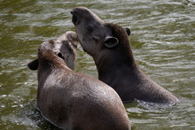 Portrait Of Two South American Tapirs Fighting In The Water