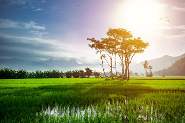 Scene of a ricefied in a rural area in Pacitan regency