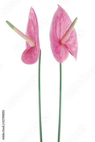 Two beautiful anthurium pink flowers.