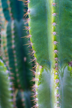 Green Cactus Flower Thorn