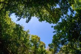 Fototapeta Na sufit - Beautiful blue sky top foliage,  season.