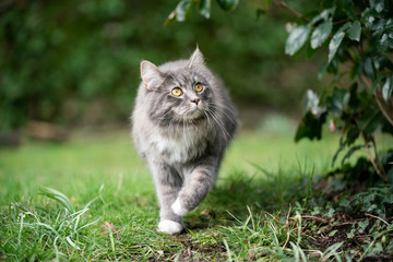 blue tabby maine coon cat walking under bush outdoors on meadow looking up