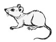 Vector illustration of domestic mouse