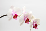 Fototapeta Storczyk - Large lilac green orchid petals on a white background. Perfect blank for a holiday card