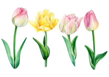 Pink Tulips Watercolor Illustration, Hand Painted Floral Elements Set. Objects Isolated On White Background.