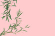 Willow tree leaves on pastel gray background. Pattern made of eucalyptus branches. Flat lay, top view, copy space