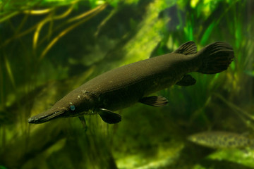 Wall Mural - Alligator gar (Atractosteus spatula).