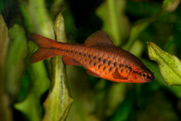 Wall Mural - Cherry barb (Puntius titteya).