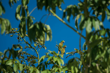Wall Mural - Green parrots standing on a branch at the top of a tree