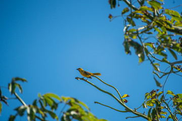 Wall Mural - Yellow bird standing on a branch at the top of a tree on a blue sky background