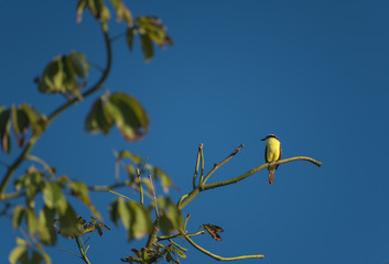 Wall Mural - Yellow bird standing on a branch at the top of a tree on a blue sky background