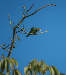 Wall Mural - Green parrot standing on a branch at the top of a tree
