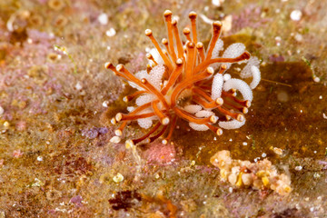 Wall Mural - The most beautiful underwater snails of the Indian and Pacific Ocean