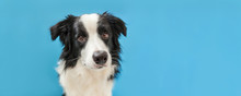 Funny Studio Portrait Of Cute Smilling Puppy Dog Border Collie Isolated On Blue Background. New Lovely Member Of Family Little Dog Gazing And Waiting For Reward. Pet Care And Animals Concept Banner