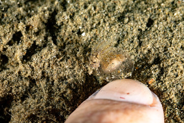 Canvas Print - The most beautiful underwater snails of the Indian and Pacific Ocean