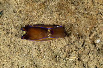 Wall Mural - The most beautiful underwater snails of the Indian and Pacific Ocean