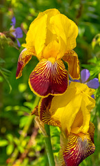 Canvas Print - Iris variegata known as Hungarian iris in British park - London, UK