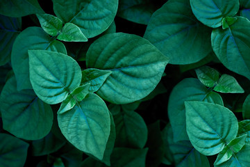 Wall Mural - green leaf background with leaves