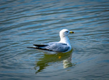 Bird Swimming In Water