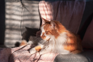 Orange tabby cat laying on the couch in the sunlight