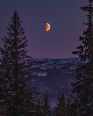 Wall Mural - hills covered in trees with the first quarter of the moon on the sky in the evening