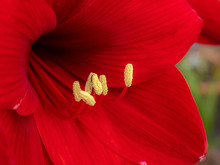 Closeup Of A Beautiful Red Amaryllis Flower With Long Stamens And Yellow Pollen Covered Anthers