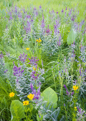 A collection of wildflowers and prairie plants forms a natural bouquet at a restored Midwest prairie.