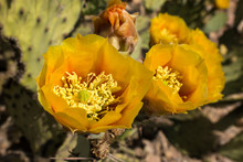 Yellow Prickly Pear Cactus In Bloom