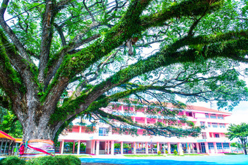 Canvas Print - Beautiful rain tree in Chiang Kham district