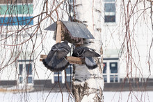 Two City Pigeons Steal Food From A Small Bird Feeder