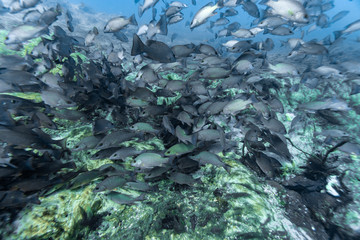 Wall Mural - Hundreds of Mangrove Snapper (lutjanus griseus) gather at the entrance to underground springs to stay warm on a cold Florida winter's day.