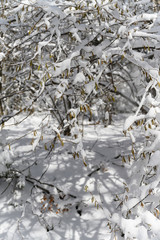 Poster - Hazel tree snowy in winter.