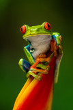 Fototapeta Zwierzęta - Red-eyed Tree Frog, Agalychnis callidryas, sitting on the green leave in tropical forest in Costa Rica.
