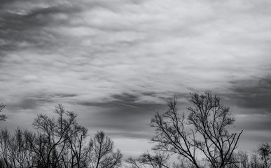 Wall Mural - Silhouette dead tree on dark dramatic sky and white clouds background for death and peace. Halloween day background. Despair and hopeless concept. Sad of nature. Death and sad emotion background.
