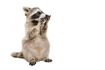 Wall Mural - funny surprised raccoon isolated on a white background