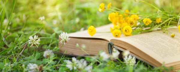 Open book, yellow flowers fanned pages on grass. Summer spring background with open book. Back to school. Copy Space, banner