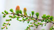 Beautiful, blooming single seed cone on larch Larix tree in early spring - closeup photo