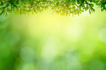 Fotomurales - Leaf background bokeh blur green background