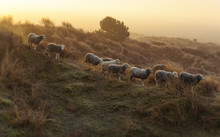 Sand Hill Sheep