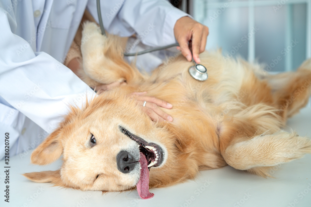 Veterinary concept. Veterinarian examining dog's heartbeat. Dog owners take pets, check the body with a veterinarian. The dog made a funny gesture when being examined by a stethoscope.