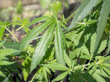Fototapeta Panele - marijuana growth in Tuscany  field