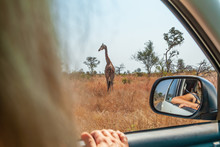 Woman On Safari Car Vacation In South Africa, Looking At Giraffe