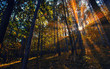 sun rays in autumn forest 
