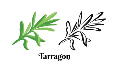 Wall Mural - Tarragon branch isolated on white background. Vector color illustration of  fragrant green estragon leaf in cartoon flat style and black and white outline. Vegetable Icon.